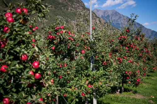 Le mele italiane guadagnano l’accesso al mercato tailandese