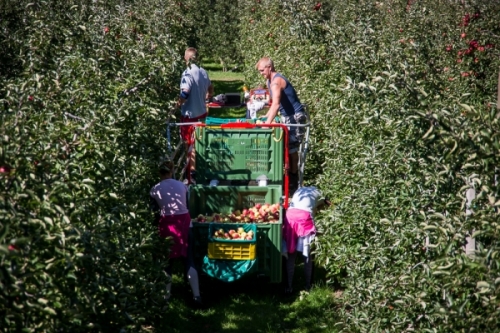 La situazione di mercato per le mele italiane al 1° Maggio