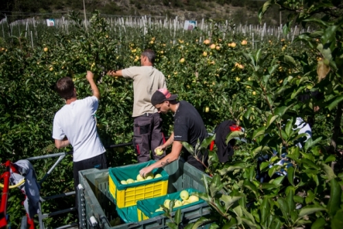 Lavoro stagionale nel settore delle mele: progressi, ma c’è ancora da fare