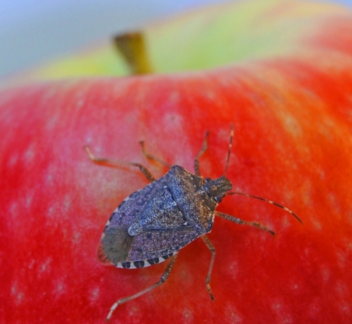 La situazione di mercato in Italia aggiornata a Giugno e le preoccupazioni per il controllo della cimice asiatica