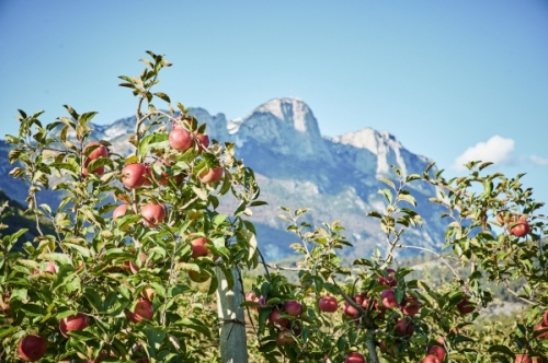 Primo aggiornamento previsioni di produzione mele