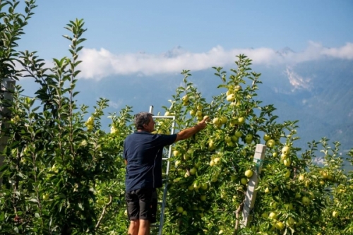 Un gruppo di lavoro tra Italia e Francia per dialogare sul settore delle mele biologiche