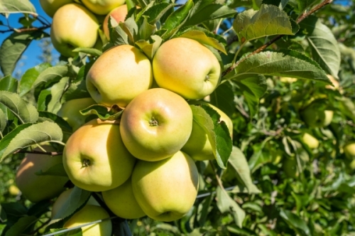 I produttori di mele italiani protagonisti a Macfrut 2024