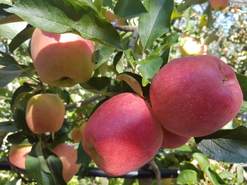 Si lavora all'apertura di nuovi mercati per l'ortofrutta italiana. Mele in prima fila.