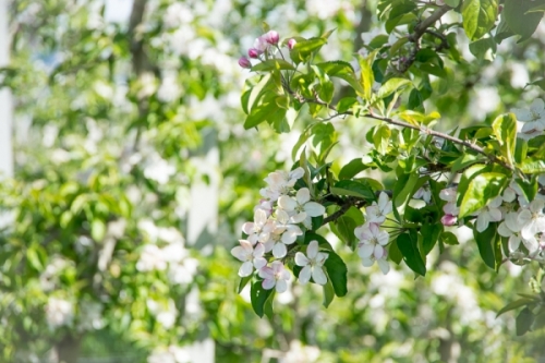 Trentino frutticolo sostenibile, ecco il programma 2018