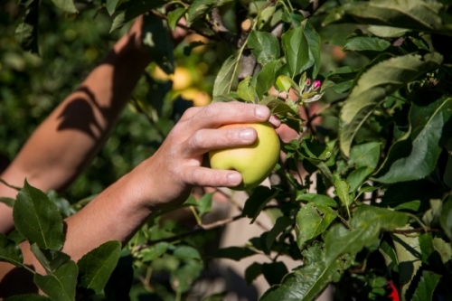 WAPA rivede a ribasso le stime di produzione in Europa