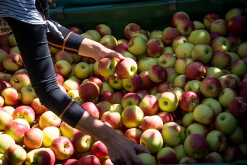 World Apple and Pear Association (WAPA) presents annual Southern Hemisphere production forecast